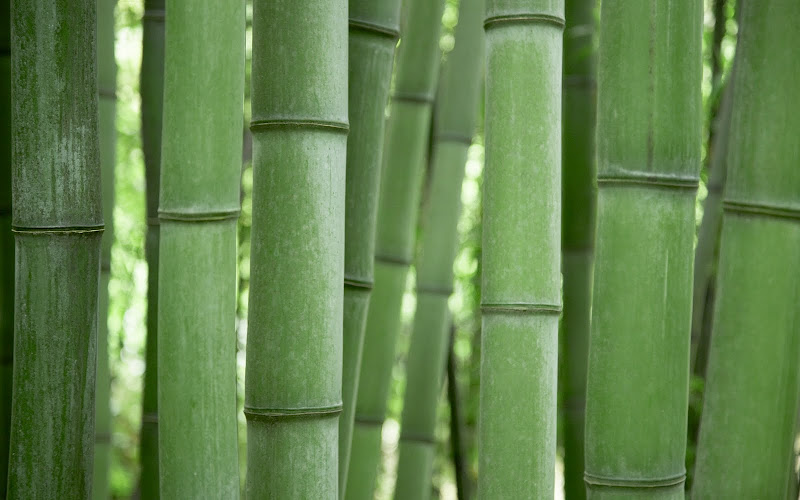 Bamboo