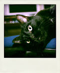 IMG_7181-pola.jpg