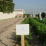 WAFRA TRIALS 16-11-07