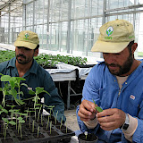 Grafting Trials