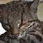 Margay