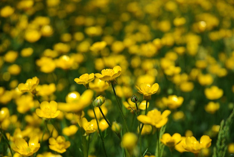 V_P_Giardino_42.jpg