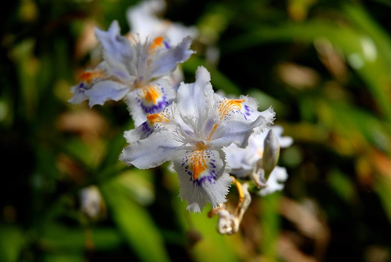 V_P_Giardino_27.jpg