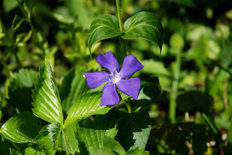 V_P_Giardino_60.jpg