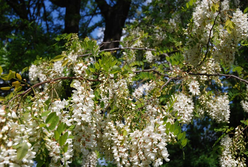 Giardino_27a.jpg