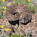 Prairie Rattlesnake