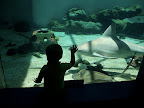 J and the sharks