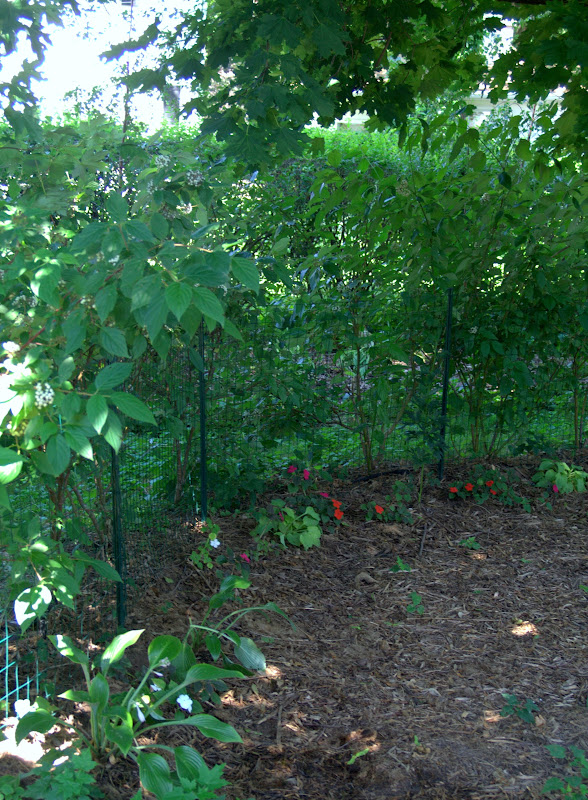 Is There Any Groundcover That Will Grow Under a NorWay Maple?