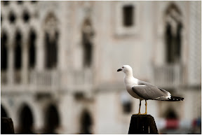 In Venedig zu Hause