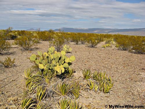 Paddle cactus or Prickly pear (middle) Paddle cactus or Prickly pear (middle)