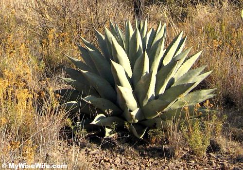 Chisos Basin is the home to Century Plants (pointed pale-green leaves) Chisos Basin is the home to Century Plants (pointed pale-green leaves)