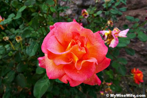 Roses are planted here