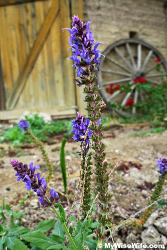 Looks like bluebonnet
