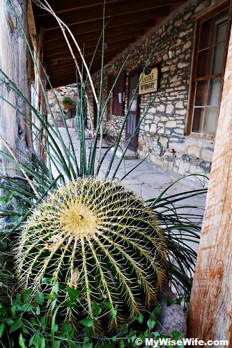 Cactus - Golden Barrel