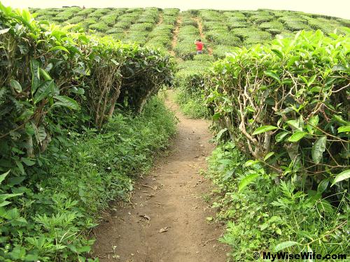 Entering into the maze Entering into the maze