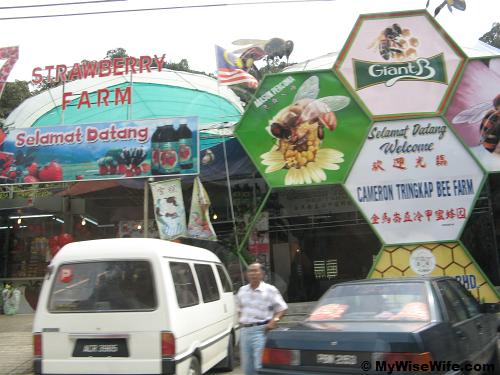 Strawberry Farm and Giant B