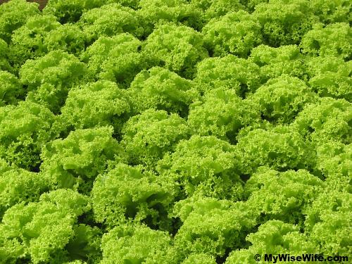 Green Coral Lettuce Green Coral Lettuce
