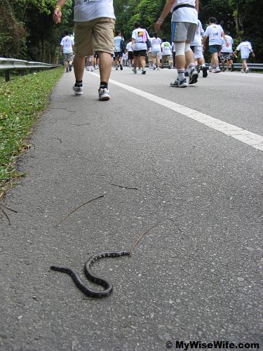 A snake is also joining us in the walk A snake is also joining us in the walk