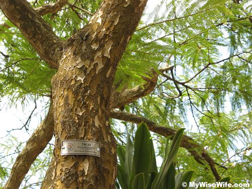 Melaka Tree may be mistaken as Tamarind Tree