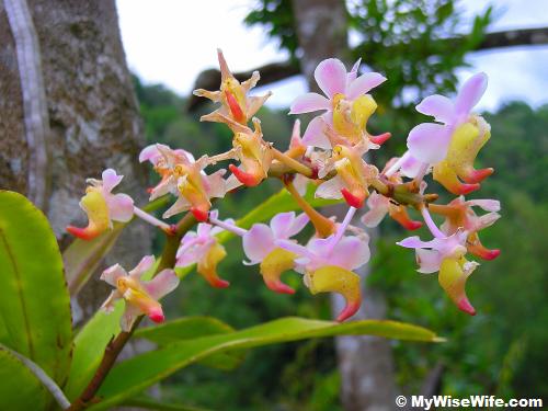 Wild orchids greets us at the ending point Wild orchids greets us at the ending point
