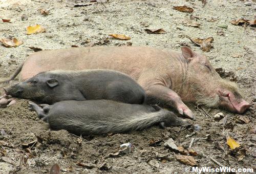 Female Bearded Pig and her Piglets Female Bearded Pig and her Piglets
