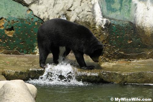 Drinking or playing with water? Drinking or playing with water?