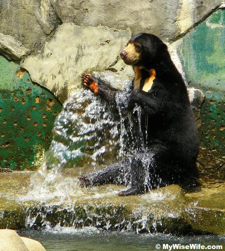 A lovely Sun Bear enjoys bathing under hot sun! A lovely Sun Bear enjoys bathing under hot sun!