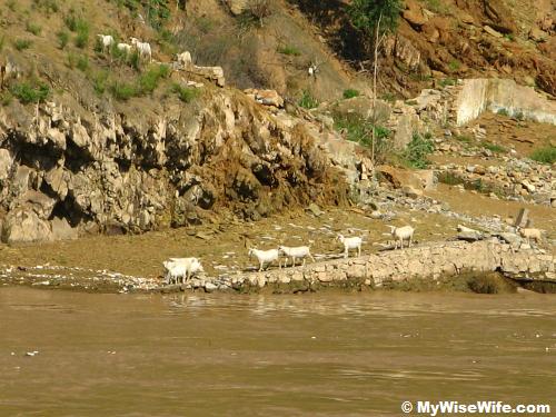 Herd of goats drinking water at Yangtze