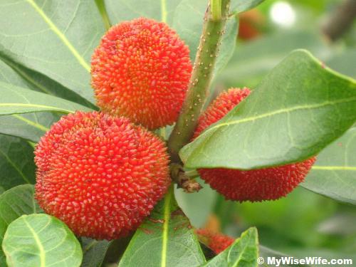 We spotted a fresh Sour Plum on its tree We spotted a fresh Sour Plum on its tree