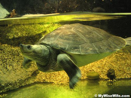 The turtle is posing for me..