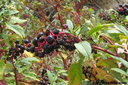 Berries grow here? Berries grow here?