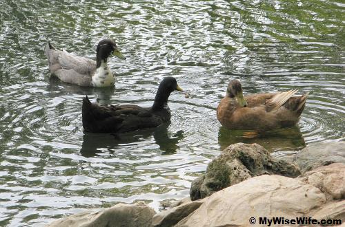 What is these ducks chatting about? What is these ducks chatting about?
