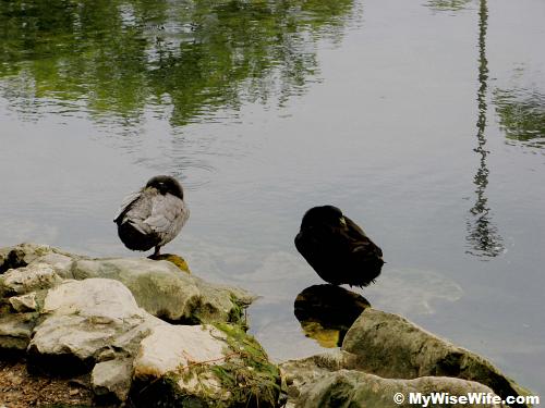 Are these birds sleeping or shy? Are these birds sleeping or shy?