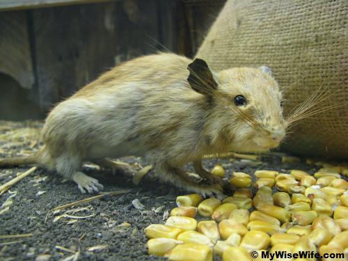 Stuart Little or Ratatouille? Stuart Little or Ratatouille?