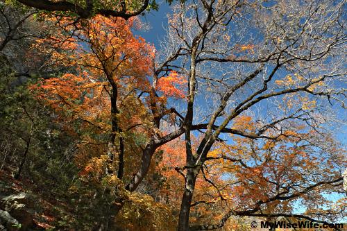 Colorful foliage against blue sky... Colorful foliage against blue sky...