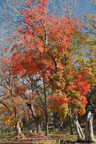 A beautiful potrait of fall A beautiful potrait of fall
