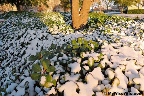 Sun peeked through on white Christmas morning