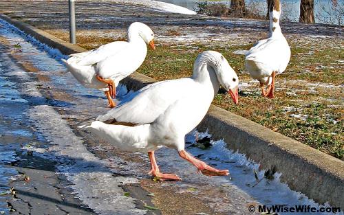 Aren't these ducks feeling cold barefooting on ice?