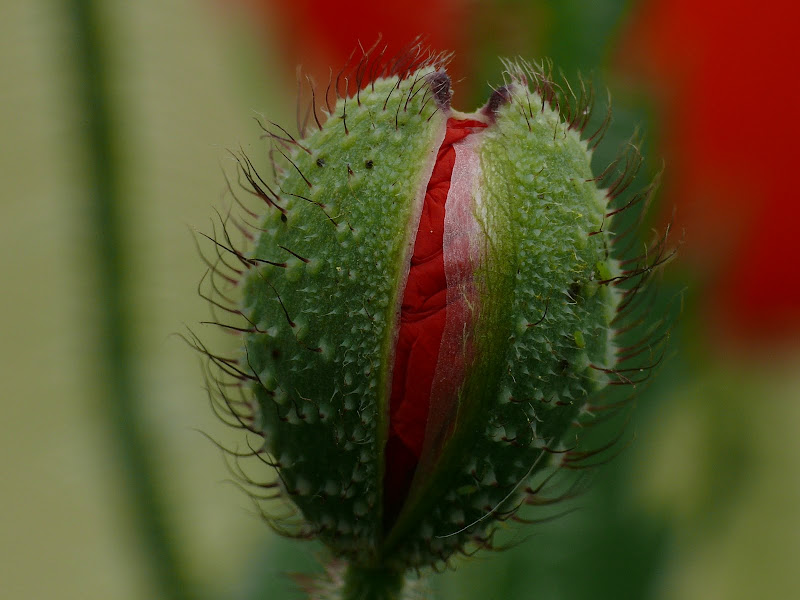 Défi 037 : Proxy-macro de coquelicot P1090962
