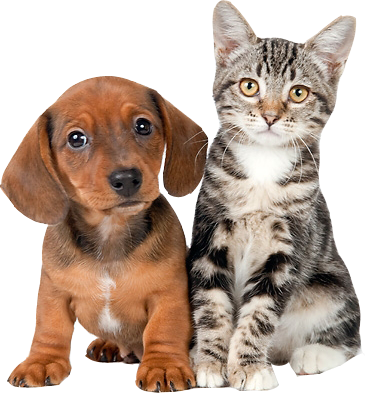 http://lh4.ggpht.com/_OWQVuaPlu6M/TQJ3GvxDVTI/AAAAAAAAACs/pRH-RO3N8zc/png.png