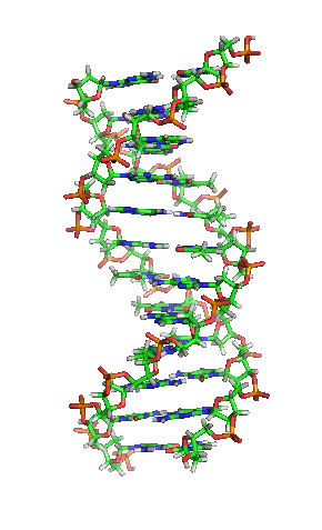 Gif Animado de uma Molécula de DNA em 3D