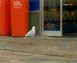 Gif Animado de um Passaro Roubando Algo numa Loja