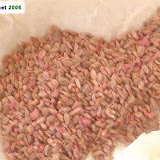 Parsley seeds. Parsley seeds.