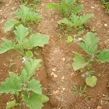 Eggplants enjoying their time.