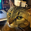 Domestic Shorthair Cat