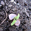 Basil 'Siam Queen'