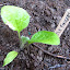 Eggplant 'Little Fingers'