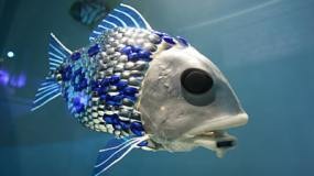 [fishdlm[3].jpg]