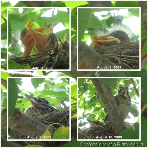 [birdies[2].jpg]