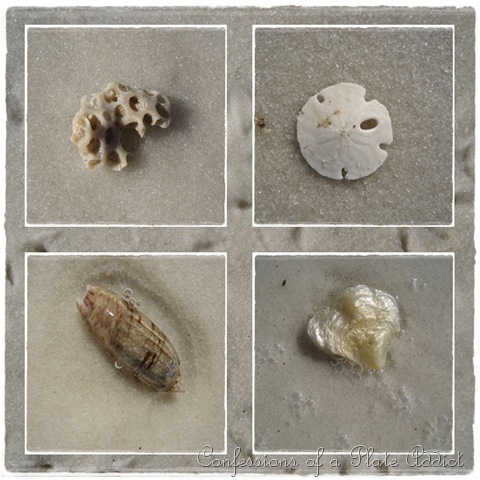 [shells[3].jpg]